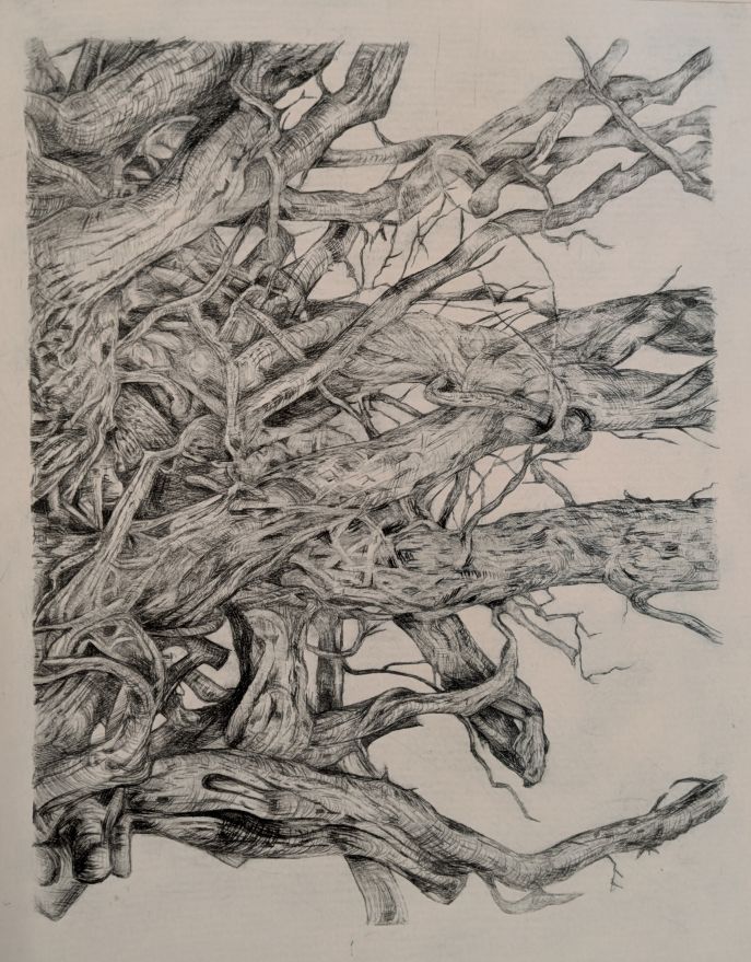 Rooted Chaos (2025) drypoint etching