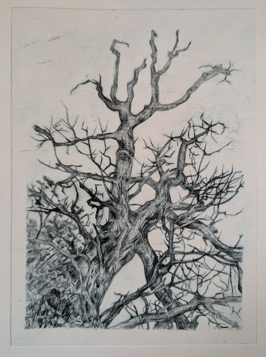 The Winter Tree (2025) drypoint etching